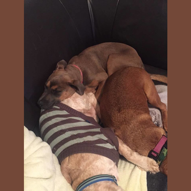 Photo of Cinnamon Dl1395