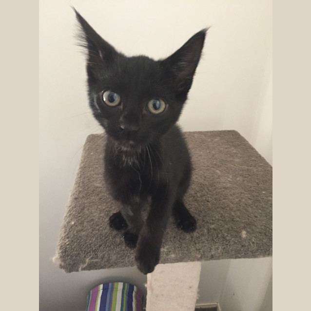 Photo of Adoption Day Sunday 6th March