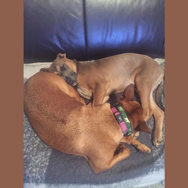 Photo of Cinnamon Dl1395