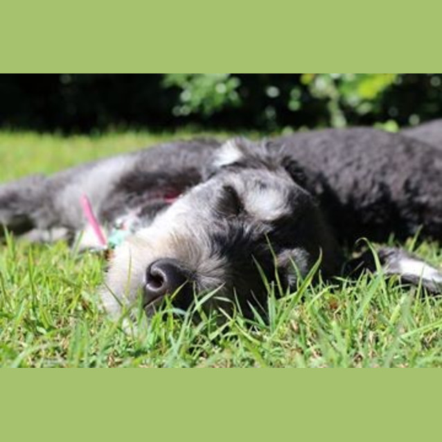 Photo of Sasha *Adoption Pending*