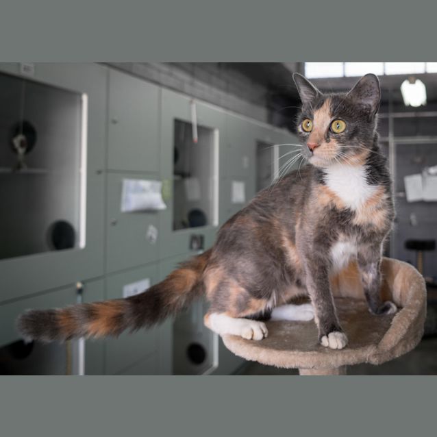 Photo of Cally