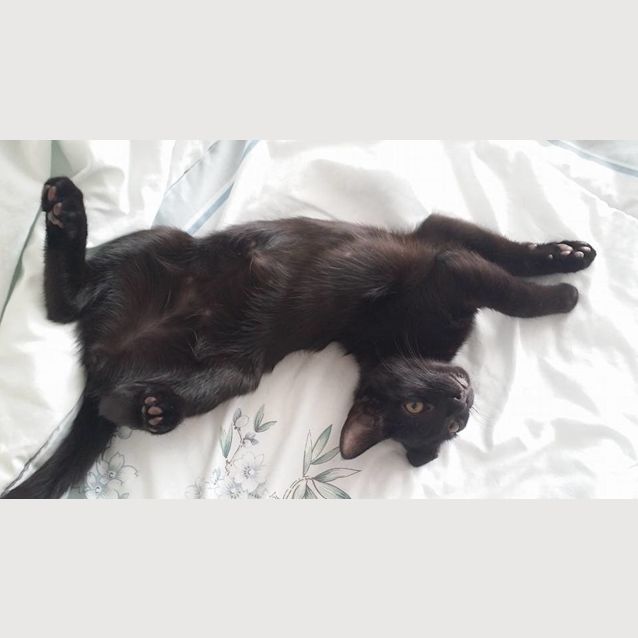 Photo of Chat