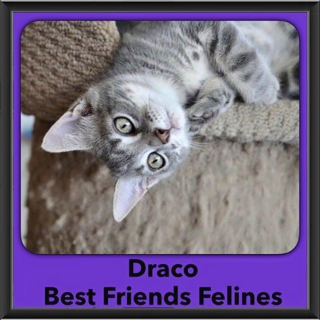 Photo of Draco