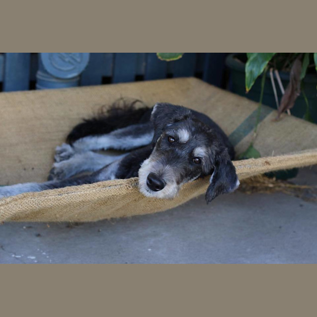 Photo of Sasha *Adoption Pending*