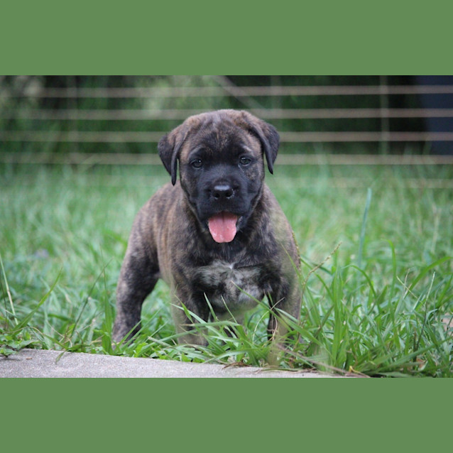 Photo of Roscoe *Adoption Pending*