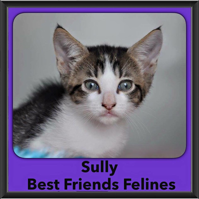 Photo of Sully