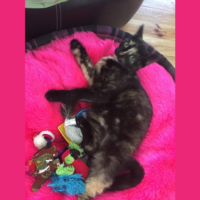 Photo of Trixie