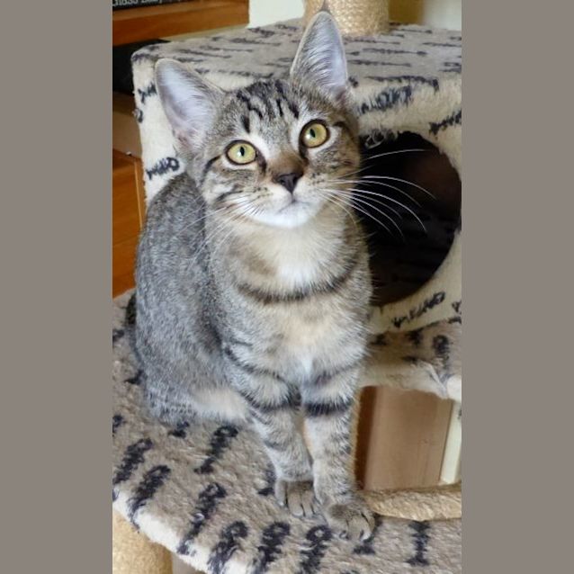 Photo of Dehlia