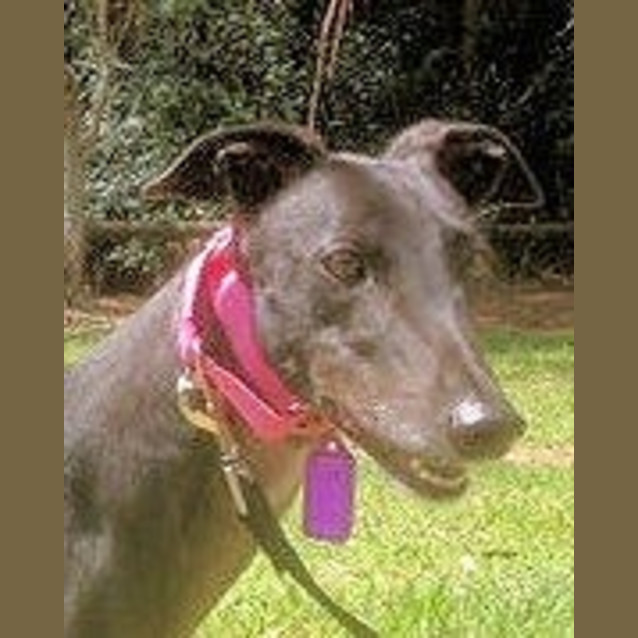 Photo of Poppy Is Checking Out Her New Home