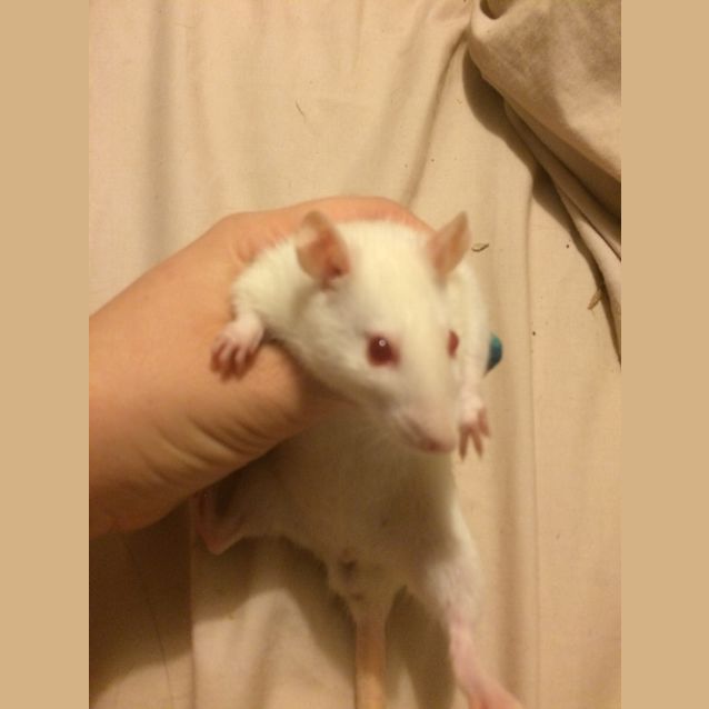 Photo of Magnolia