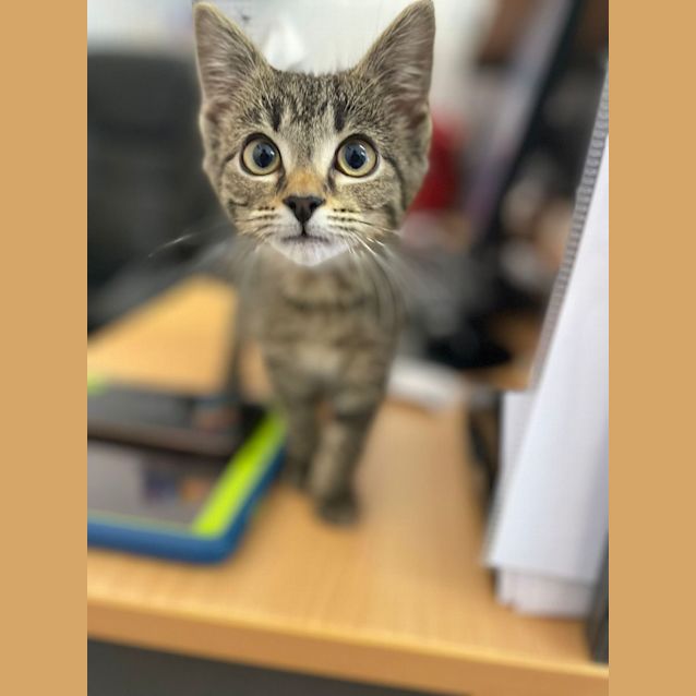 Photo of Kitty