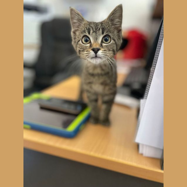 Photo of Kitty