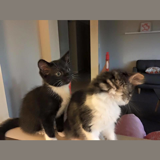 Photo of Domino And Madonna