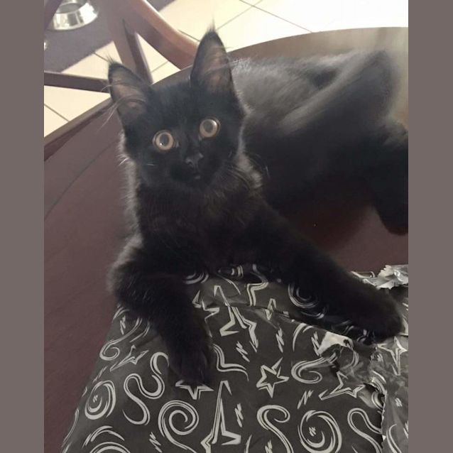 Photo of Pepper