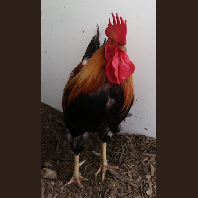 Photo of Rocket