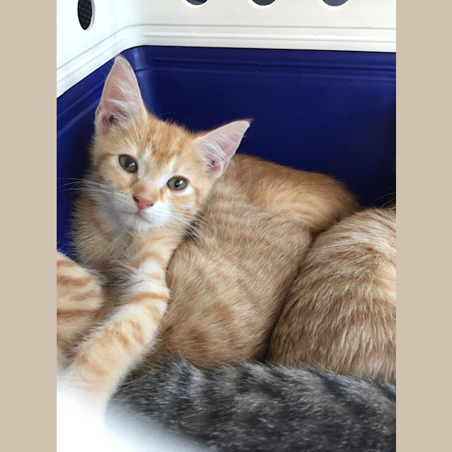 Photo of Adoption Day Sunday 6th March