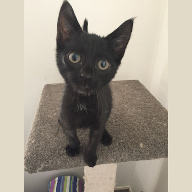 Photo of Adoption Day Sunday 6th March