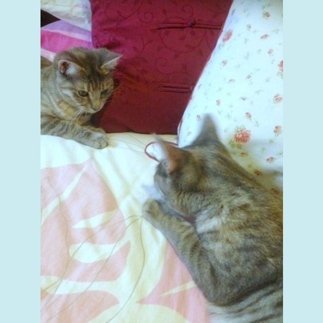 Photo of Eva & Nia   Adopt Us For Just $150!