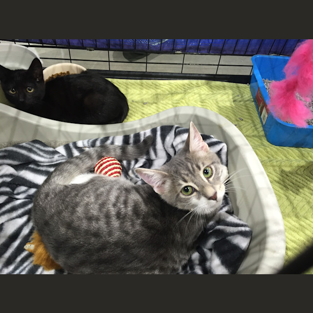 Photo of Adoption Day Sunday 6th March