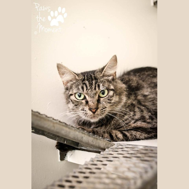 Photo of Rose (0814)