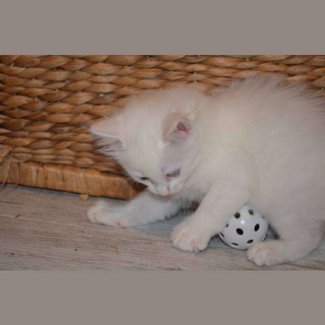 Photo of Blossom
