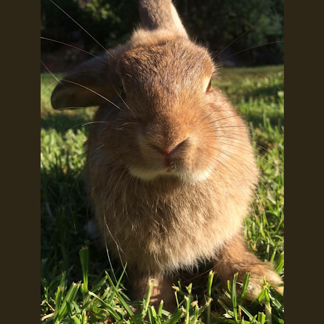 Photo of Crae Crae *•Adopt Me•* I'm Gentle & Loving💖! 