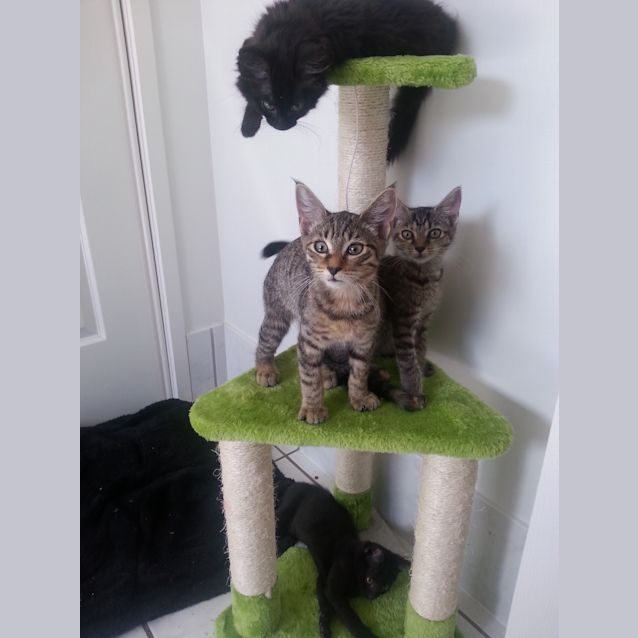 Photo of Squeak *Adoption Pending*