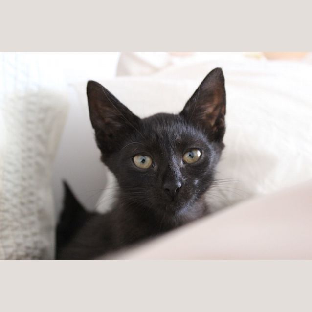 Photo of Rosie