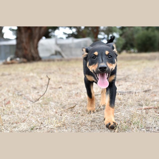 Photo of Rosie