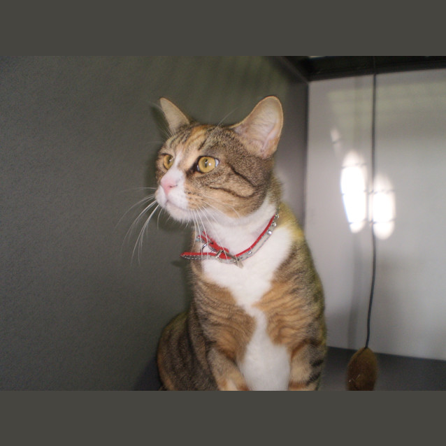 Photo of Tinkerbelle