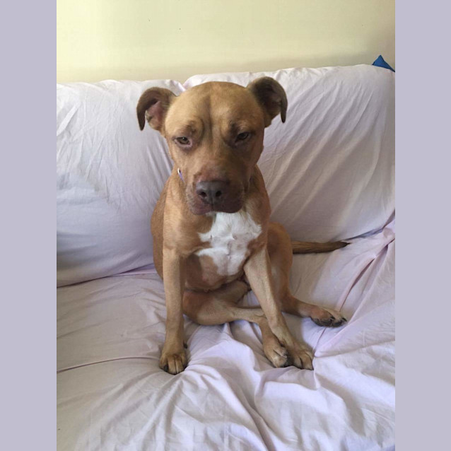 Photo of Dahlia An Affectionate Well Behaved Girl