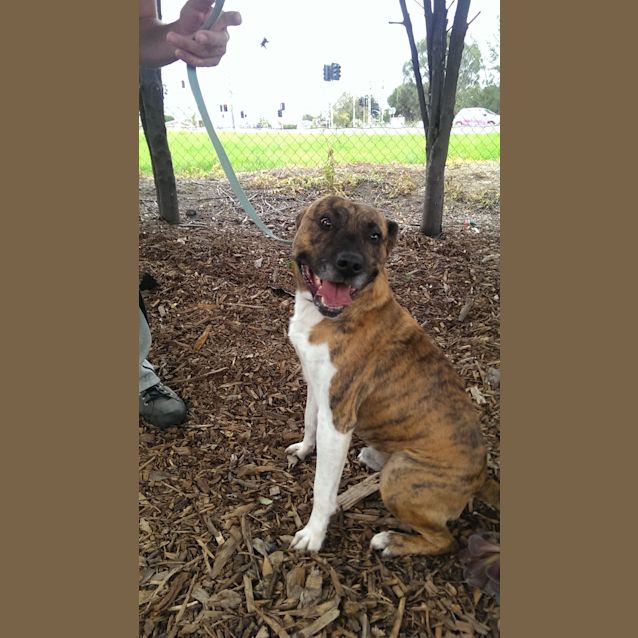 Photo of Bruce Id: 30351