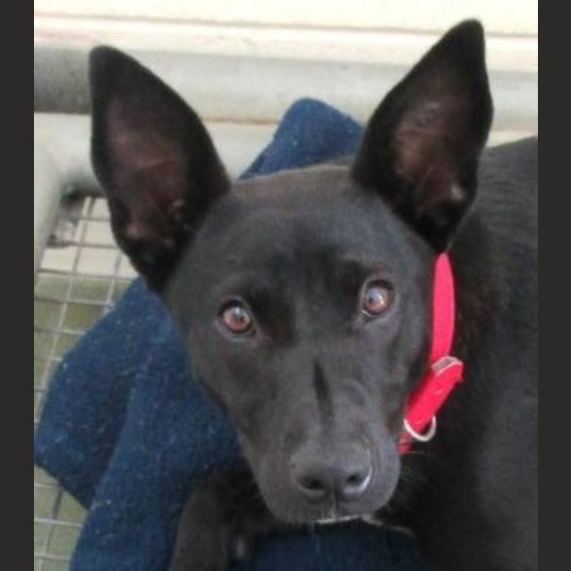 Photo of Pepper