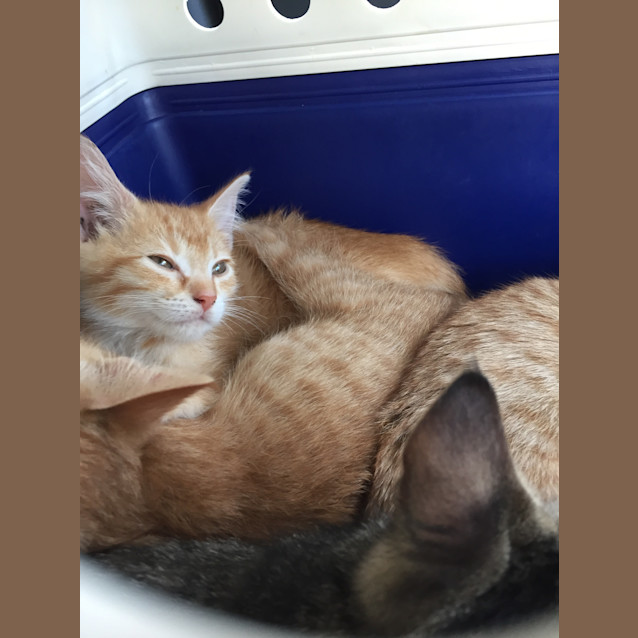 Photo of Adoption Day Sunday 6th March