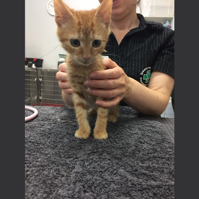 Photo of Adoption Day Sunday 6th March