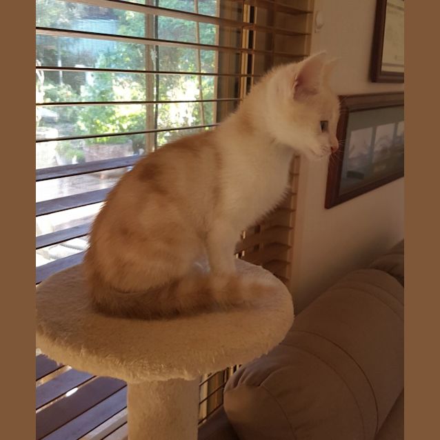 Photo of C1202 Flash