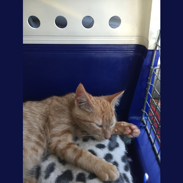 Photo of Adoption Day Sunday 6th March