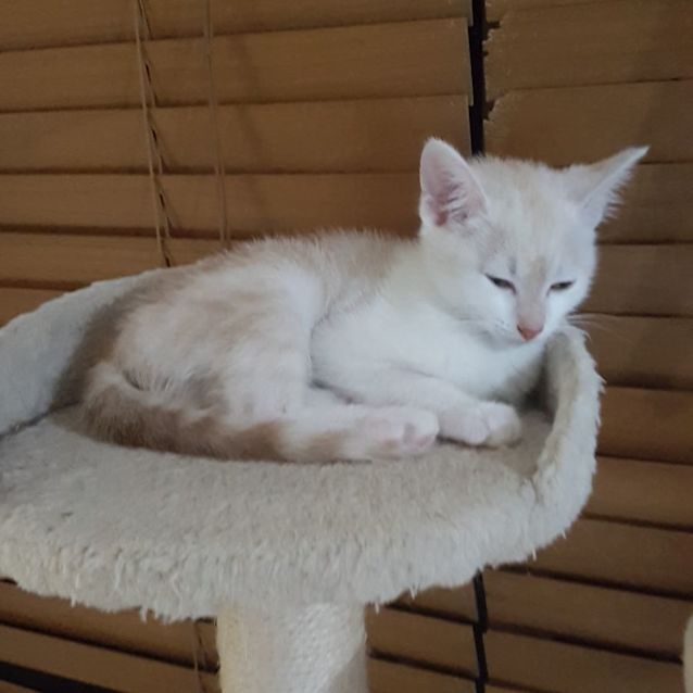 Photo of C1202 Flash