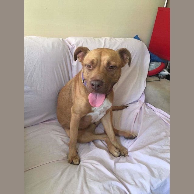 Photo of Dahlia An Affectionate Well Behaved Girl