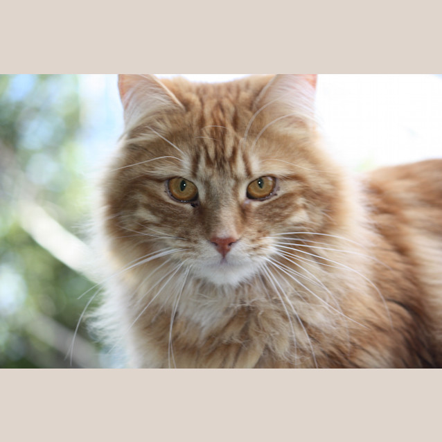 Photo of Tom And Jerry | $50 Adoption Fee