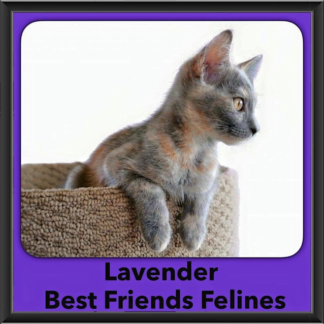 Photo of Lavender