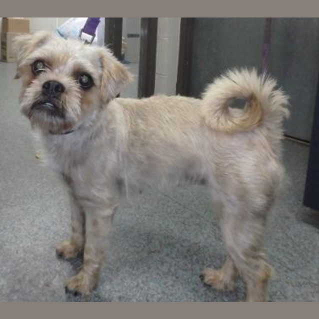 Photo of Cookie