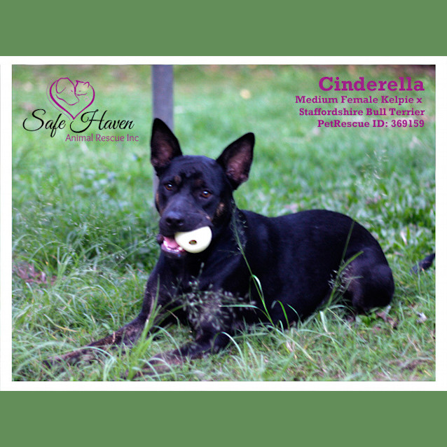 Photo of Cindy ~ $99 ~