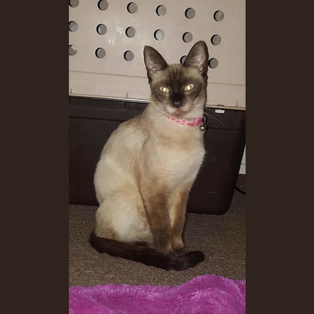 Photo of Sassy