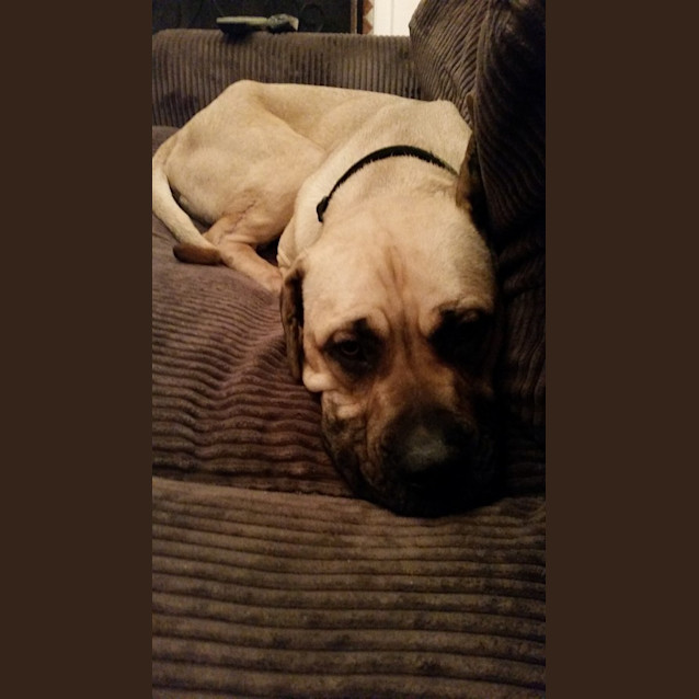 Photo of Shad