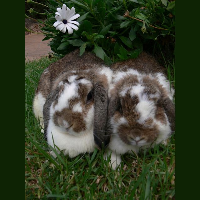 Photo of Lizzie & Lorrie •*Adopt Us*• 🐰We Are Perfect🐰