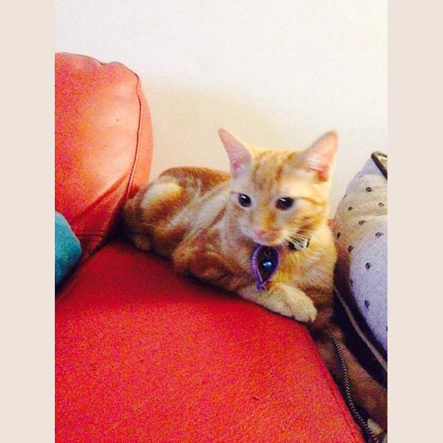 Photo of Peach 
