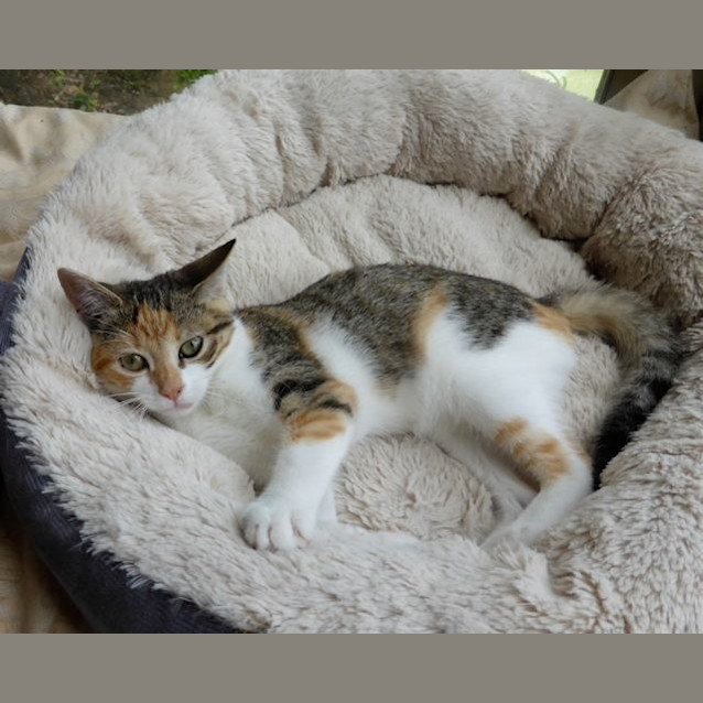 Photo of Moppit