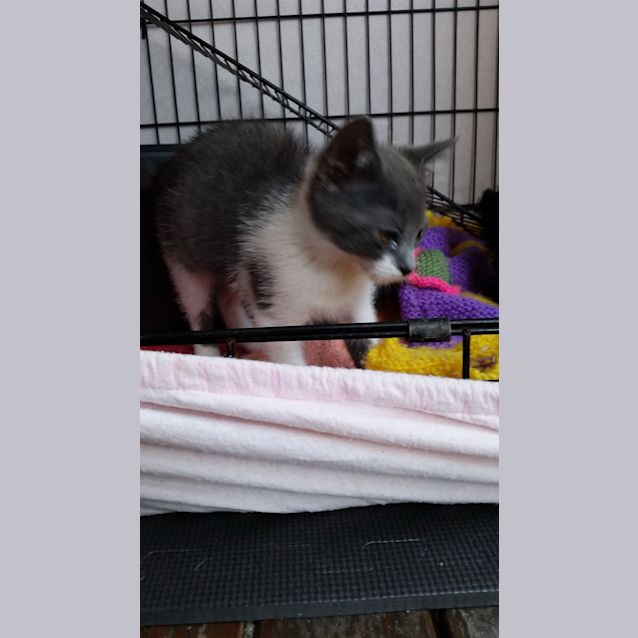 Photo of Cn P Rescue Kitten   Hissie Boy