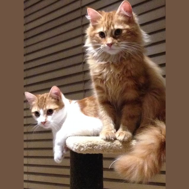 Photo of Tom And Jerry | $50 Adoption Fee